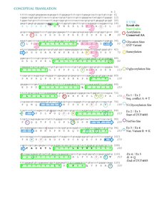 Post Translational Modifications and Secondary Structure of C9orf50. PTMs for C9orf50 were found using the tools posted on the Expasy Protein Modifications site. The secondary structure for C9orf50 was predicted by using analysis from Gor, COILS, CFSSP, JPRED, and SOPMA. Helix indicated by green cylinders, beta sheet indicated by blue arrows, and turn structures indicated by pink arrows were included below in the conceptual translation if they had a high prediction score. All the structures that were found in more than one analysis tool were also kept. The protein has no transmembrane sequences. Conceptual Translation with Secondary Structure.pdf