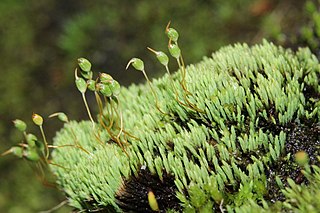 <i>Conostomum tetragonum</i> Species of moss