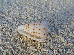 Un cône ivoire (Conus eburneus), échoué sur la plage.