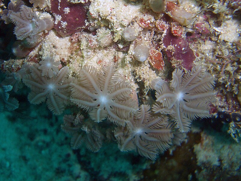 Coral in Sipadan 4.jpg