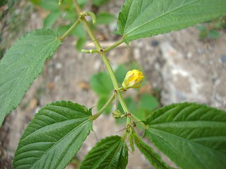 Jute mallow or nalta jute is a species of shrub in the family Malvaceae. Together with C. capsularis it is the primary source of jute fiber. The leaves and young fruits are used as a vegetable, the dried leaves are used for tea and as a soup thickener, and the seeds are edible.