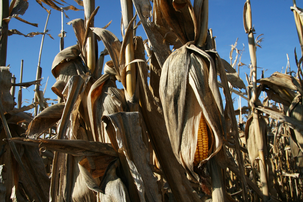 Le maïs (ou blé d’Inde, Zea mays), cultivé comme céréale ou comme plante fourragère, est originaire d’Amérique où il constituait la base de l’alimentation des Amérindiens. (définition réelle 3 000 × 2 000)