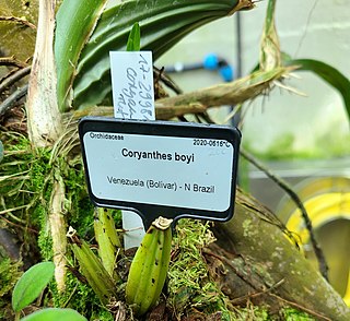 <i>Coryanthes boyi</i> Species of orchid