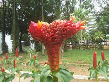 Costus spicatus в Сингапуре.jpg