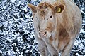 Cow in the snow on Greenham Common 02.jpg