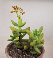 Crassula brevifolia plant.jpg