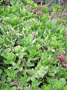 Detail of foliage of a plant in cultivation Crassula cultrata kz2.JPG