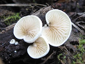 Curly stump foot (Crepidotus versutus)