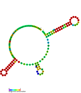 <span class="mw-page-title-main">CrfA RNA</span>