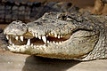 * Nomination Crocodilian Teeth --Sreejithk2000 06:52, 23 February 2012 (UTC) * Decline Only the front part is in focus. --Kadellar 19:00, 23 February 2012 (UTC)