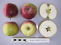 Cross section of Jacquet (Indre), National Fruit Collection (acc. 1948-222) .jpg