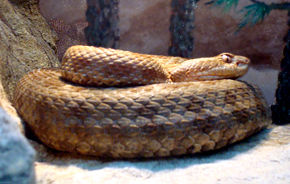 Crotalus_aquilus.jpg resminin açıklaması.