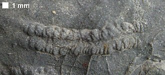 Fossil of the Devonian-Triassic arthropod trackway ichnogenus Cruziana Cruziana Brallier Harrell Devonian.jpg