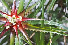 Cryptanthus Whitmanii - Kew Gardens (6000132237) (2) .jpg
