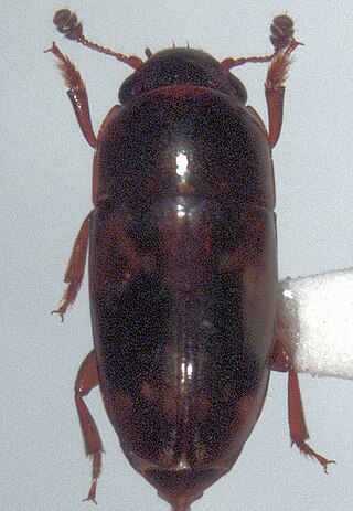 <i>Cryptarcha</i> Genus of beetles