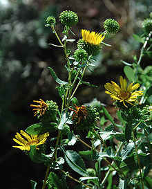 Curlycup Gumweed.jpg