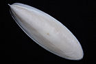 Cuttlefish-Cuttlebone2.jpg