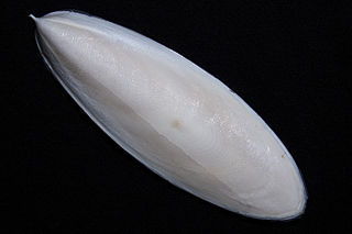 <span class="mw-page-title-main">Cuttlebone</span> Hard, brittle internal structure found in all members of the family Sepiidae