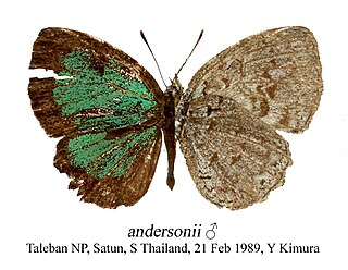 <i>Cyaniriodes</i> Butterfly genus in family Lycaenidae