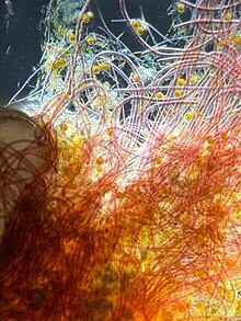 Cyanobacterie au microscope prélevé depuis un aquarium recifal