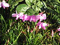 Cyclamen coum flowers