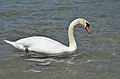 * Nomination Mute swan (Cygnus olor), Annecy, May 2015. --Yann 15:47, 9 July 2015 (UTC) * Promotion Good quality. --Jacek Halicki 18:36, 9 July 2015 (UTC)