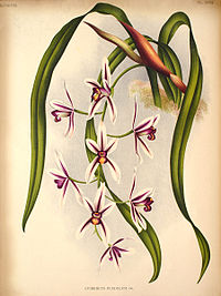 plate 607 Cymbidium pendulum Cymbidium aloifolium