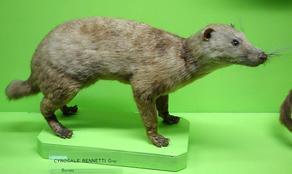 A Otter civet gets as old as 5 years