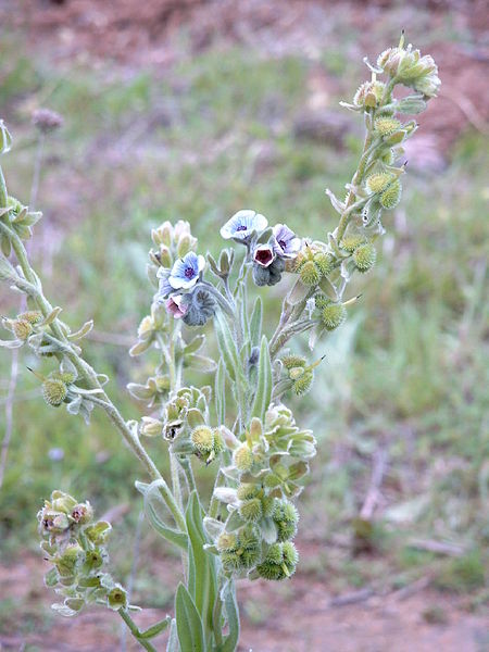 File:Cynoglossum creticum.jpg