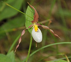 Cypripedium montanum