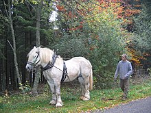 Draught horse skidding in Haute-Loire. DebardagehauteLoire.jpg