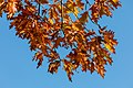 * Nomination Oak at the heart pond in the wildlife park in Dülmen, North Rhine-Westphalia, Germany --XRay 03:43, 1 November 2022 (UTC) * Promotion  Support Good quality.--Agnes Monkelbaan 05:21, 1 November 2022 (UTC)