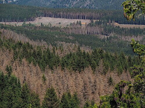 Dying spruce plantation due to bark beetle infestation because the spruces can no longer defend themselves against bark beetles due to warming temperatures, Harz Mountains, Germany