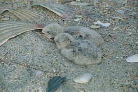 DOC Fairy Tern photos 11.jpg