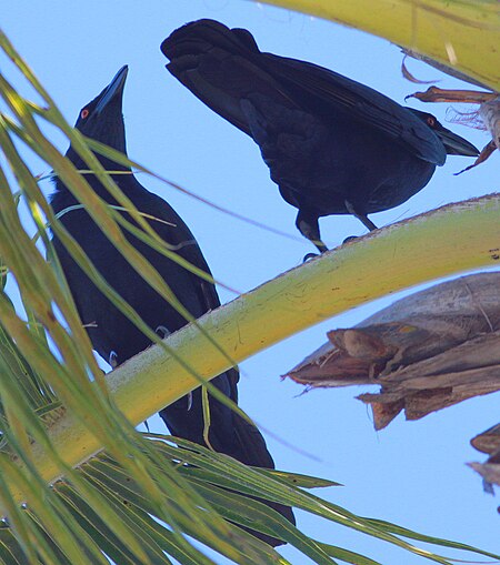 Tập_tin:DRbirds_White-Necked_Crow_1c.jpg