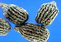 seeds