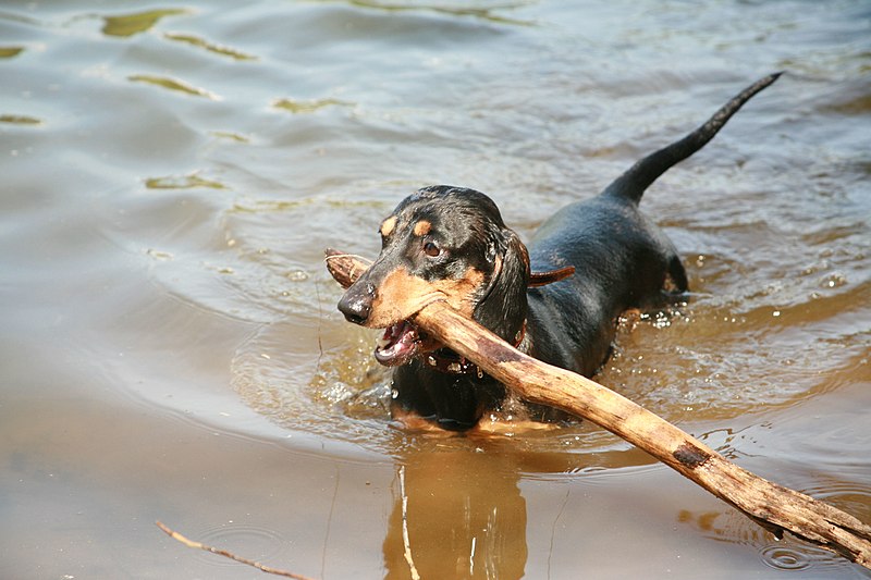 File:Dachshund swimming with stick.jpg