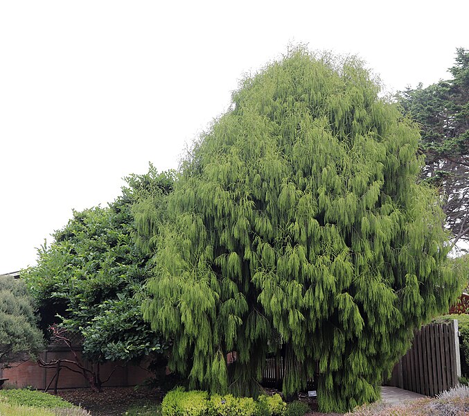 File:Dacrydium cupressinum IMG 2081.jpg