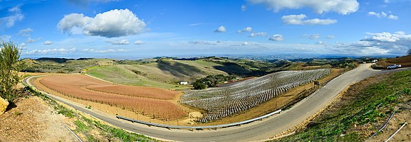 Weinberge bei Paso Robles