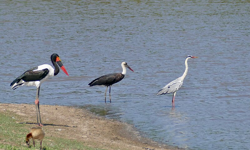 File:Day 34 Grey Heron (Ardea cinerea), African Woolly-necked Stork (Ciconia microscelis) and Saddle-billed Stork (Ephippiorhynchus senegalensis) female ... (53591231614).jpg