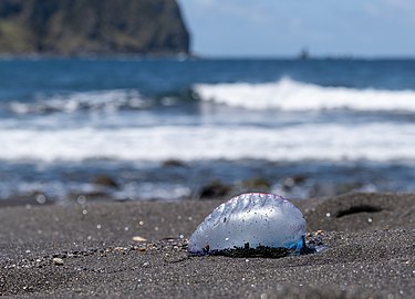 Dead Portuguese man o' war at Mosteiros Beach, São Miguel Island, Azores, Portugal