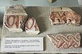 Decorative stucco, fragments, 2nd c BC, AM Naxos, 110103.jpg