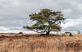 * Nomination Delleboersterheide, nature reserve of the It Fryske Gea. Pinus sylvestris --Agnes Monkelbaan 05:37, 8 February 2020 (UTC) * Promotion  Support Good quality. --Podzemnik 06:10, 8 February 2020 (UTC)