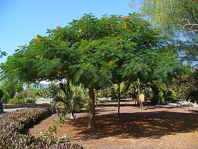 Delonix regia Habitus