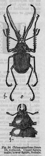 File:Descent of Man - Burt 1874 - Fig 24.png