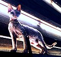 Devon rex kitten (retouched).jpg