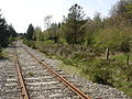 Diagonalbanen gennem Frodeslund Plantage syd for Grindsted