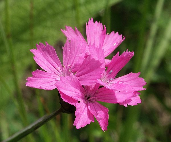 Dianthus carthusianorum