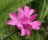 Kartuizer anjer (Dianthus carthusianorum)