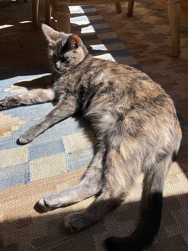 File:Dilute tortoiseshell cat.jpg - Wikipedia